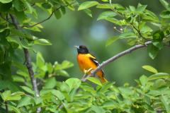 Baltimore Oriole Baltimore Oriole