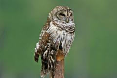 Barred Owl at Bumpy Oak Swamp Barred Owl at Bumpy Oak Swamp
