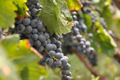 Black Ankle Vineyards Grapes at Black Ankle Vineyards