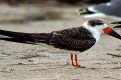 A Black Skimmer on a beach