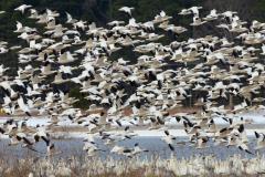 Snow Geese at Blackwater National Wildlife Refuge