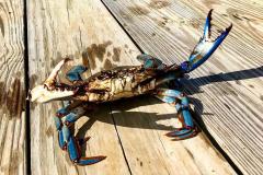 travel the crab & oyster trail travel the crab & oyster trail