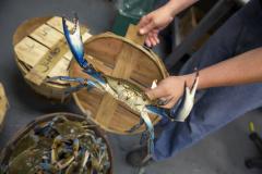 Maryland Blue Crab Maryland Blue Crab