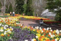 Brookside Gardens in Wheaton "Hop" over to these public gardens in Spring (and other times of year) to see hundreds of blooms.