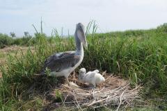 Brown Pelican with a chick in a nest at Smith Island