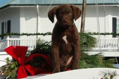 Chesapeake Bay Maritime Museum Christmas pup on boat