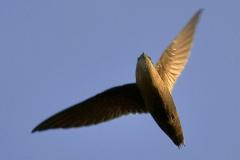 Chiimney Swift bird flying overhead
