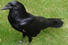 A Common Raven standing in the grass