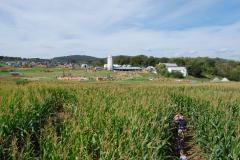 Corn Maze - Thurmont Corn Maze - Thurmont