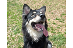 Arlo the Dog Arlo the Dog