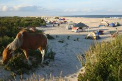 Horses on Beach