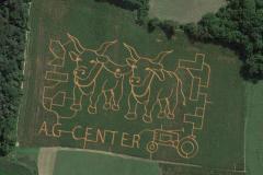 Corn Maze