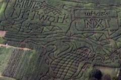 corn maze