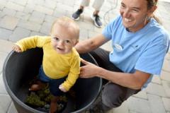 baby stomping grapes