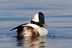 Bufflehead duck