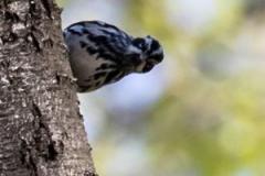 bird in tree
