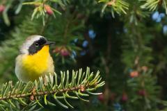 Maryland Yellowthroat