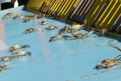National Hard Crab Derby Crab race