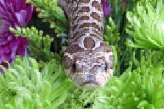 Hog nosed snake celebrates St. Patrick's Day among the flowers Hog nosed snake celebrates St. Patrick's Day among the flowers