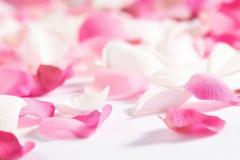 rose pettals