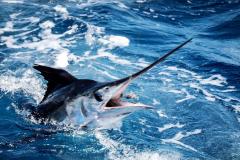 White Marlin