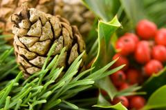 pinecone and holly