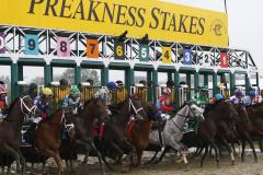Preakness Stakes at Pimlico Horses coming out of the gate at Preakness Stakes