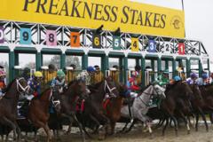 Preakness Stakes Horses coming out of the gate at Pimlico