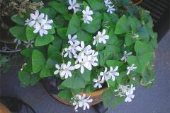 Saint Patrick's Day Oxalis