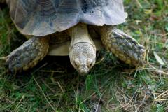 Turtle at Plumpton Park Zoo Turtle at Plumpton Park Zoo
