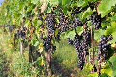 Blue graps on the vine from Catoctin Breeze Vineyard & Winery