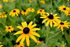 A Garden with Black-Eyed Susans Black-eyed Susans in a Garden