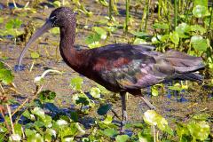 A Glossy Ibis at Pocomoke Sound Wildlife Area A Glossy Ibis at Pocomoke Sound Wildlife Area