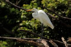 The Great Egret can be seen at Papermill Flats, Loch Raven Reservoir The Great Egret is seen often at Papermill Flats at Loch Raven Reservoir