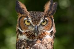 Great Horned Owl