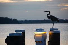 Heron on docks at the Chesapeake Bay Maritime Museum Heron on docks