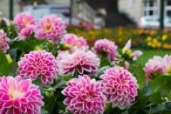 Image of Flowers