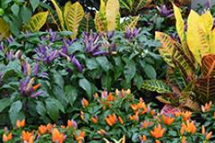 Homestead Gardens Flowers of Fall Color
