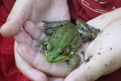 A Frog at the Jug Bay Wetlands Sanctuary A Frog at the Jug Bay Wetlands Sanctuary
