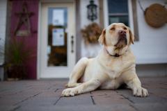 dog at Crow Vinyard