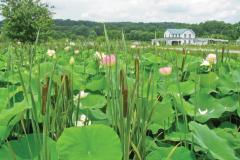 Image of Flowers