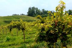 Linganore Winery Attractions, Wineries