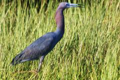 Blue Heron
