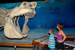 Calvert Marine Museum Megaladon Shark Calvert Marine Museum Megaladon Shark