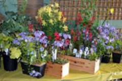 Picture of plants and flowers for sale