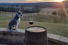 Mazzaroth Vineyards Dog next to a wine glass