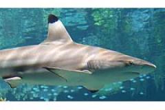 Blacktip Reef Shark reside at the National Aquarium