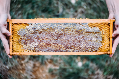 Orchid Cellar Mead's Honey Bees at Work A Honeycomb from Orchid Cellar Mead
