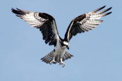 Osprey Osprey