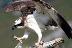 Osprey